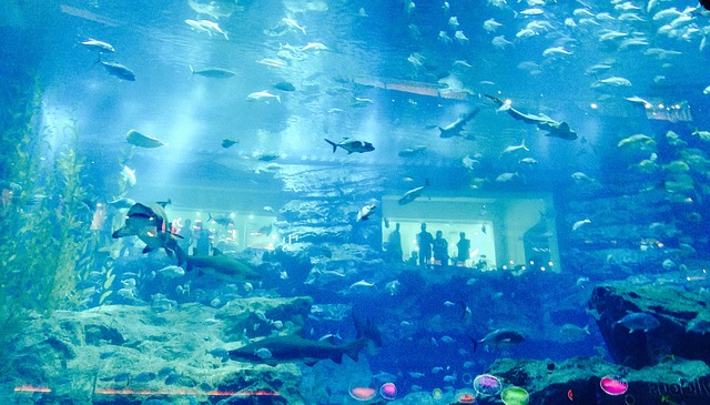 Podmořské akvárium